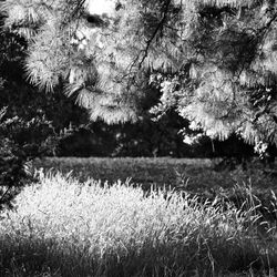 Summer Shade