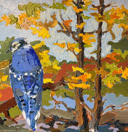 Blue Jay, oil 12x12 $750