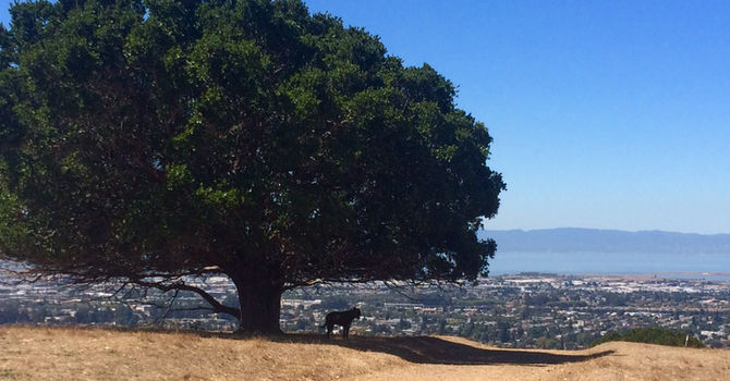 Shiloh overlooking the Bay.