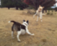 East Bay dogs playing after trail hike with Dog Walker Uncle Dave, East Bay Dog Walker Dog Walking