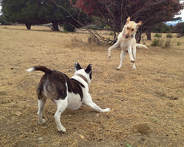 East Bay dogs playing after trail hike with Dog Walker Uncle Dave, East Bay Dog Walker Dog Walking