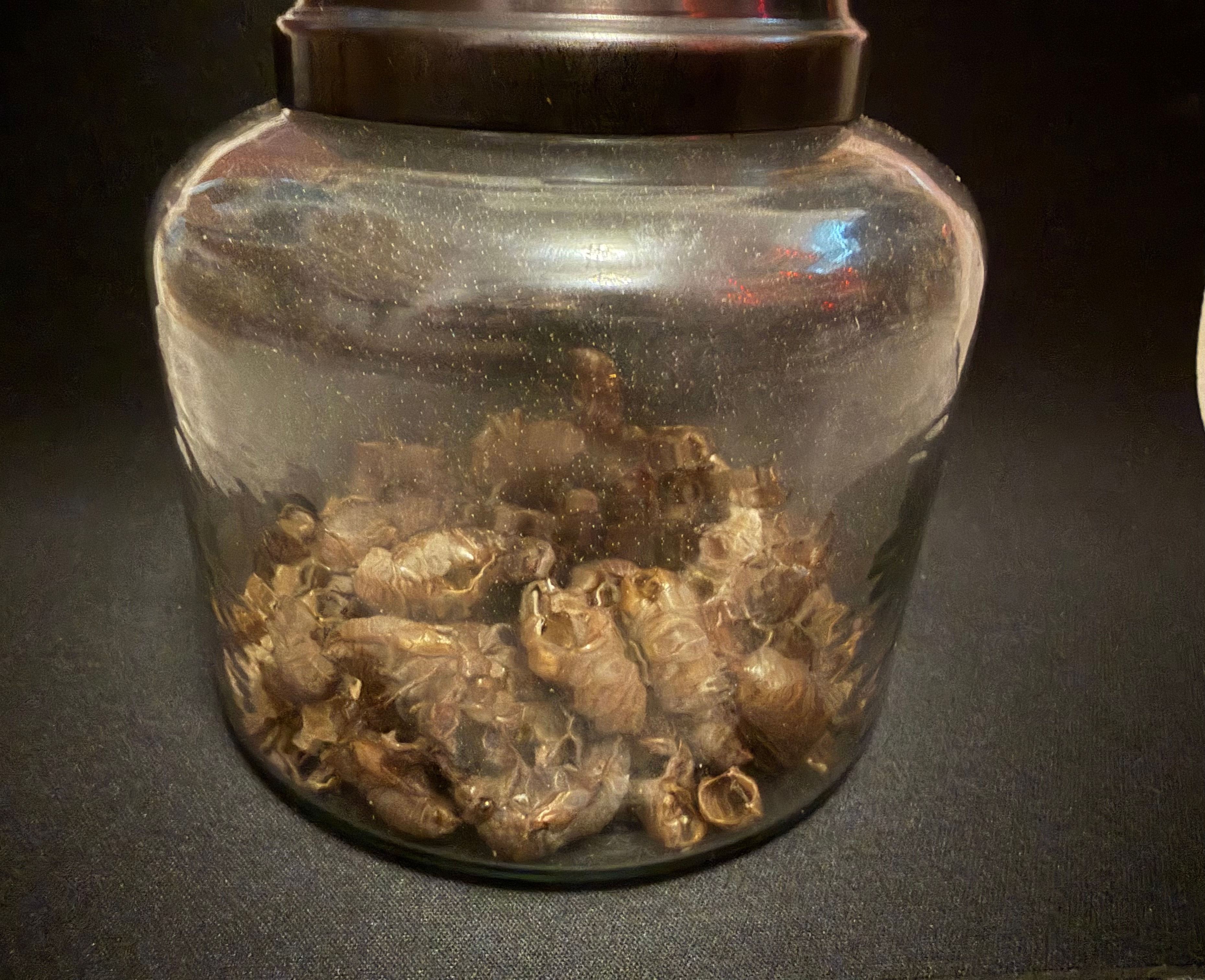 Cicadas Exoskeleton  