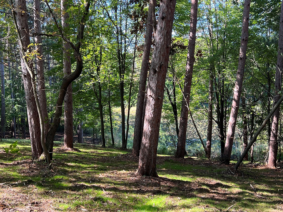 Forestry mulching clearing underbrush and restoring usable land
