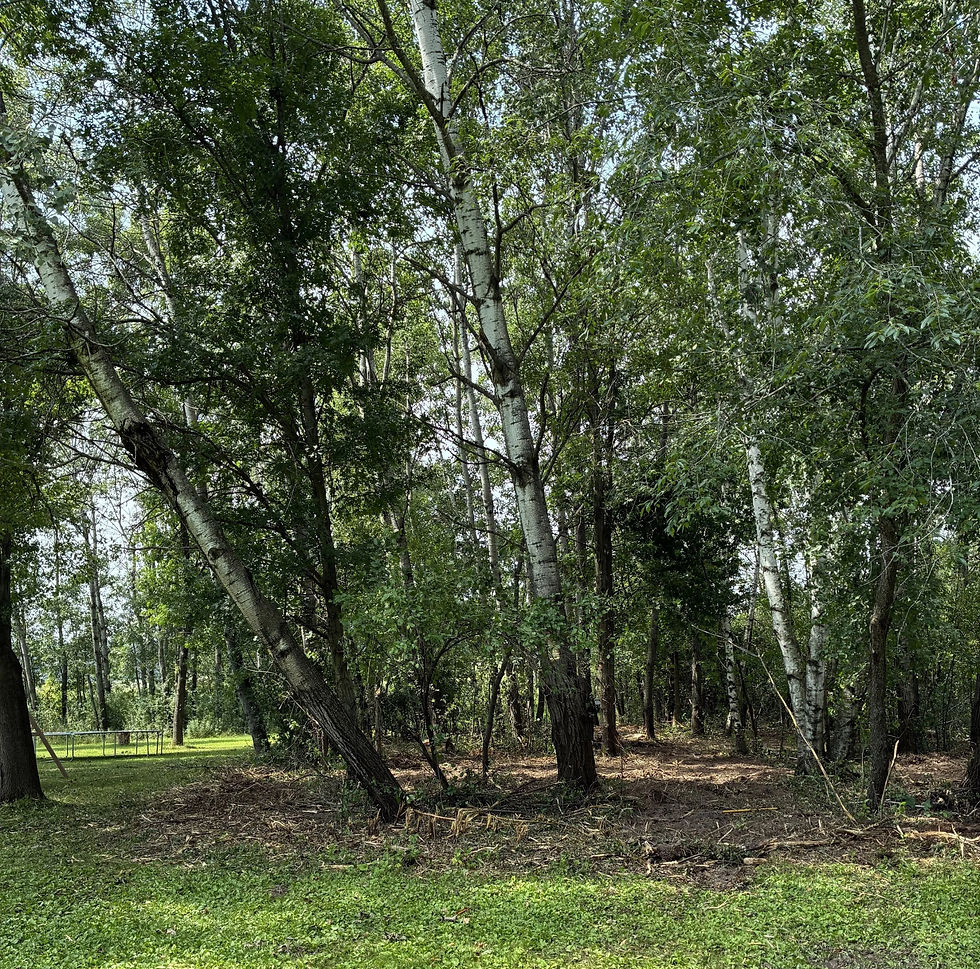 Clearing overgrown brush to restore control of your property Mahtomedi MN