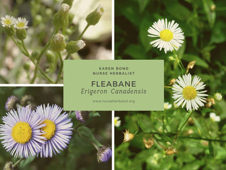 Fleabane - Erigeron Canadensis