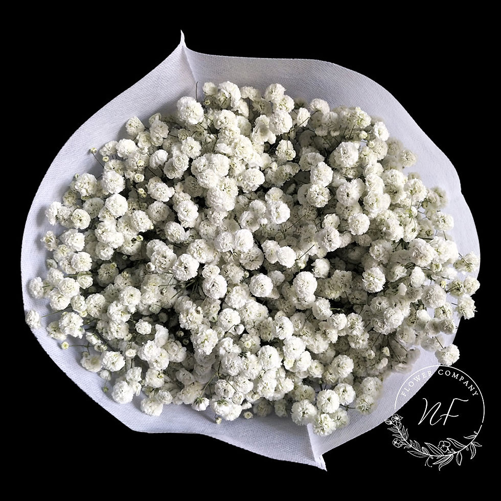 wholesale Gypsophila Snow Mountain