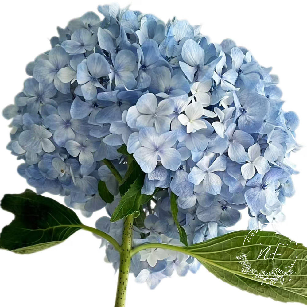 Hydrangea Light Blue Premium