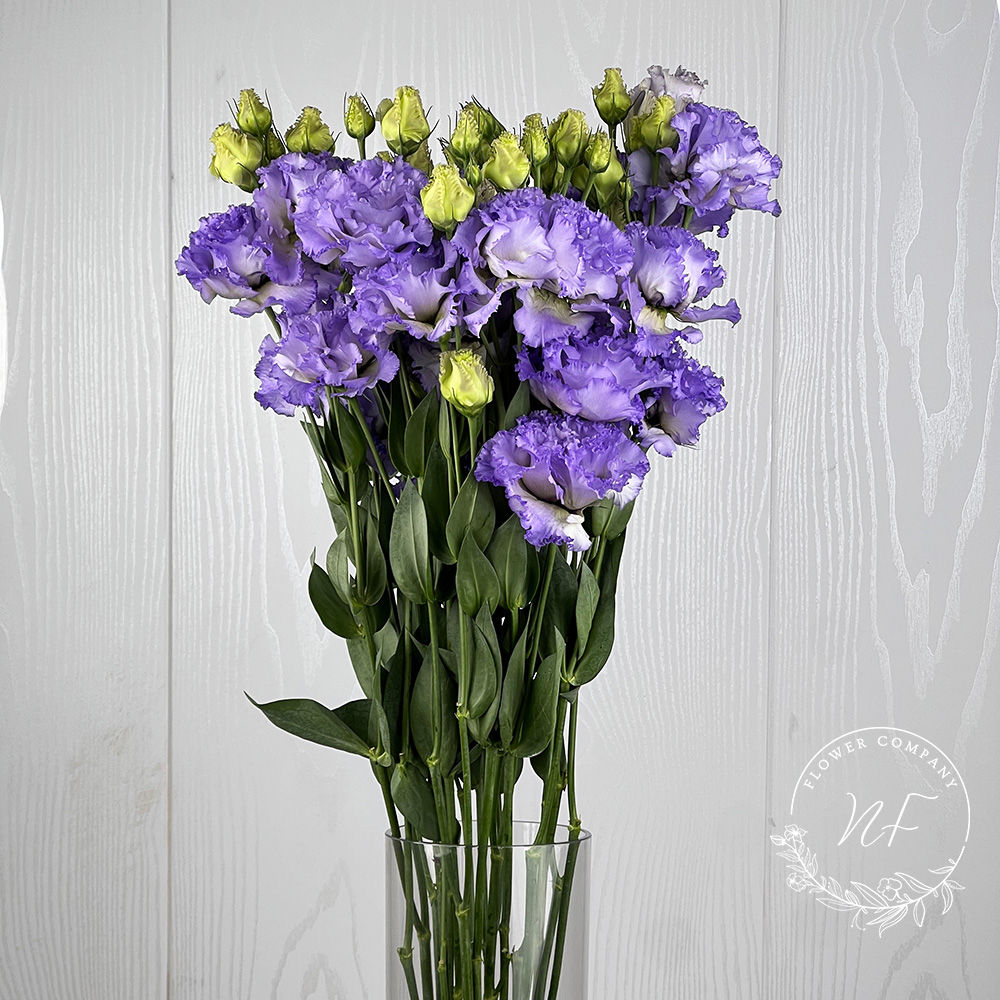 Eustoma- Wave Lavender