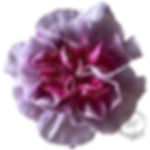 Carnation Wild Horse