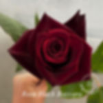 Rose Black Baccara