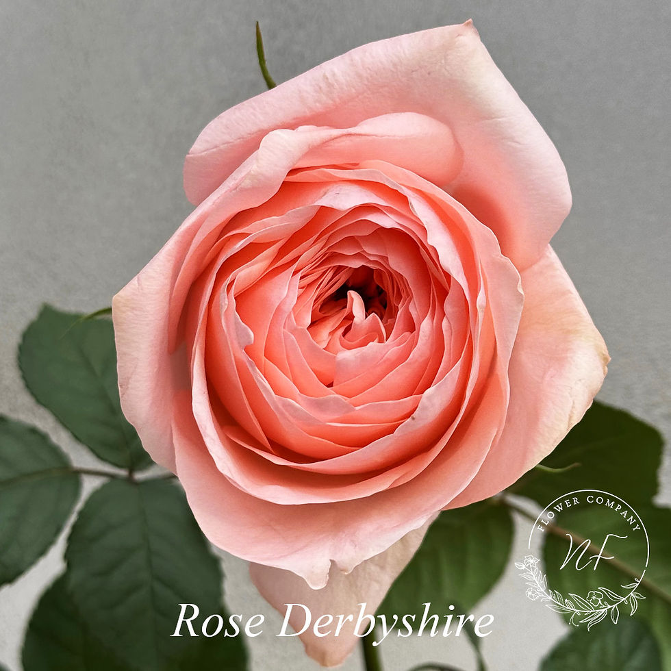 Derbyshire roses from China