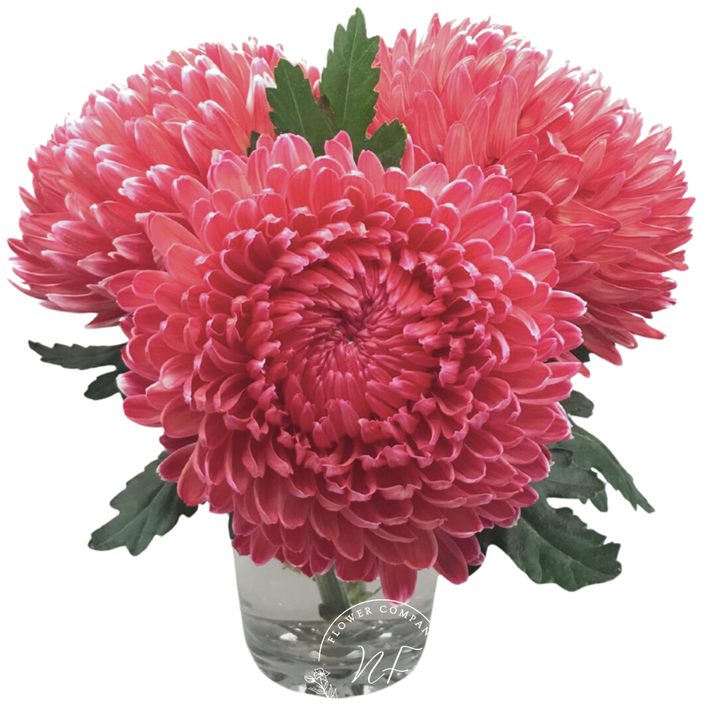 Asian Giant Mum Tinted- 48TY