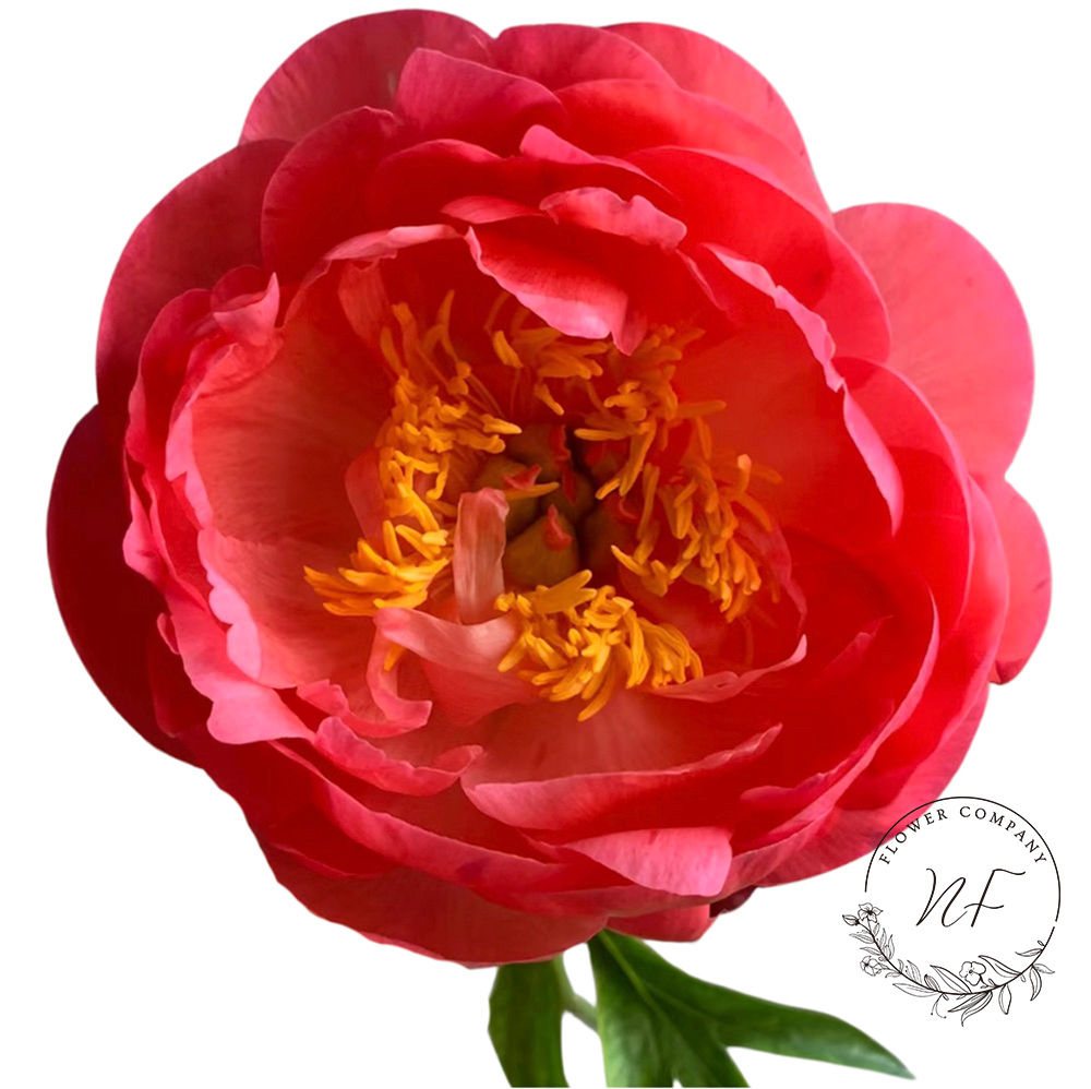 Peony- Coral Sunset