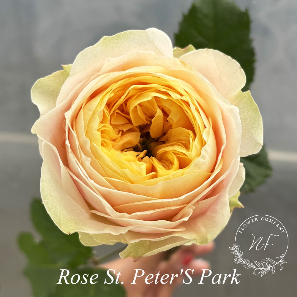 Rose St. Peter'S Park