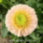 Gerbera Bolero LucyLucy