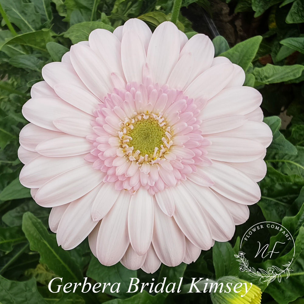 Gerbera Bridal Kimsey