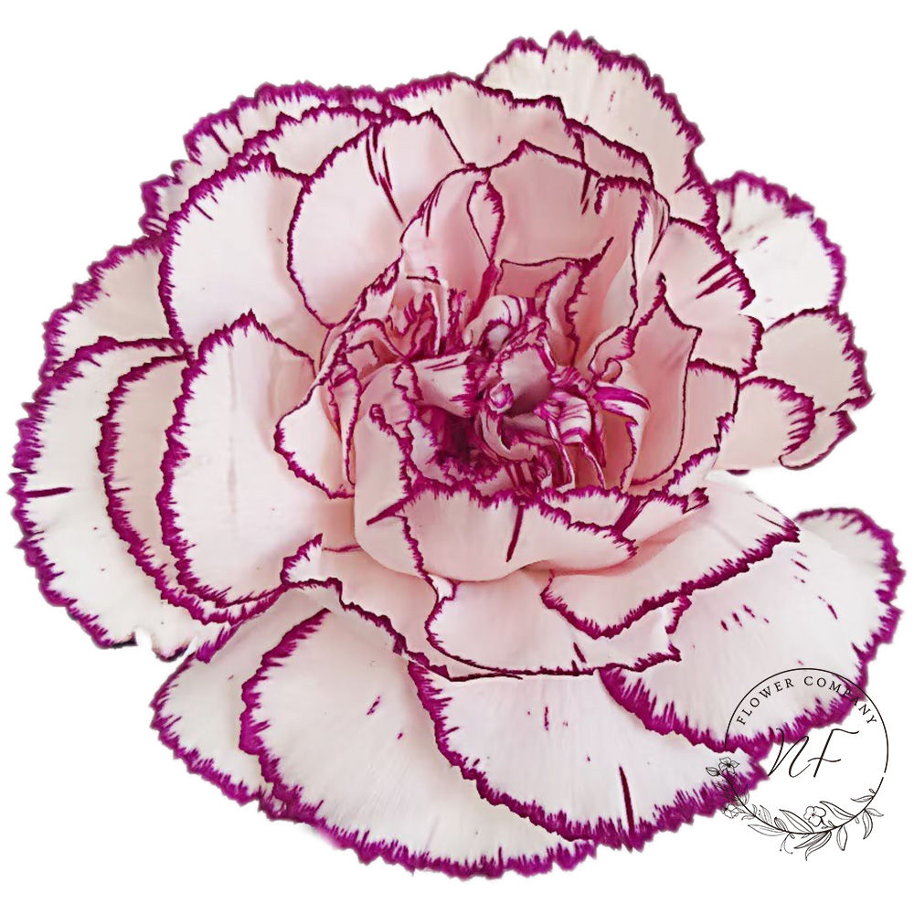 Carnation Purple Elf