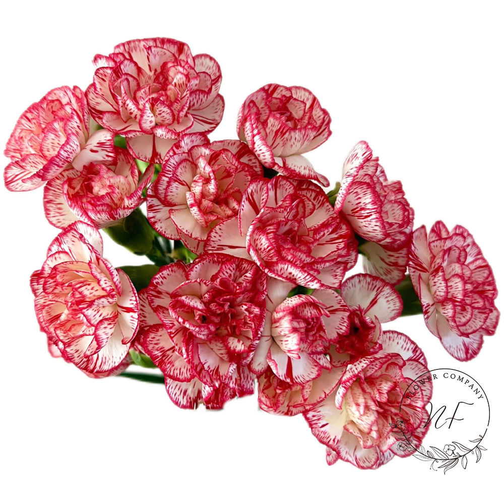 Carnation Wind Chimes