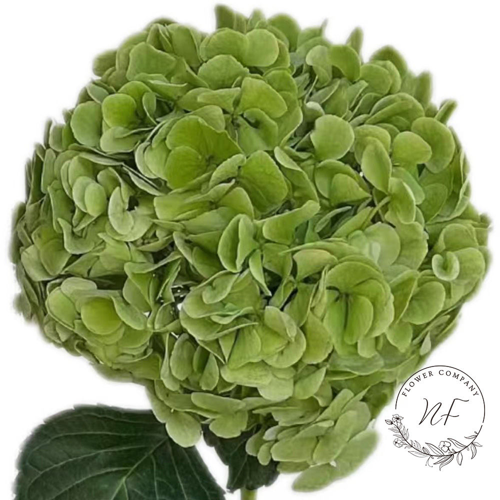 Hydrangea Apple Green Premium