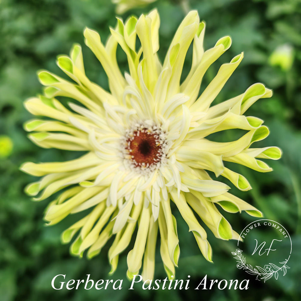 Gerbera Pastini Arona