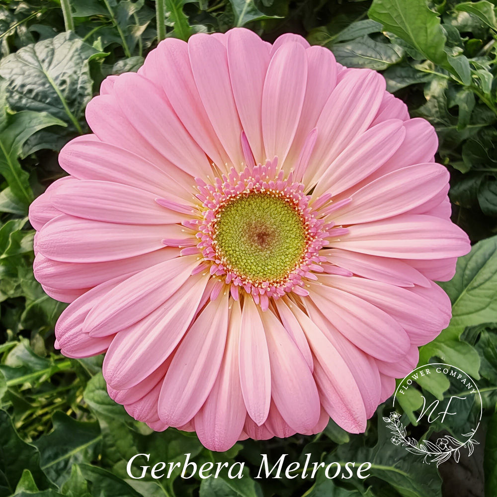 Gerbera Melrose