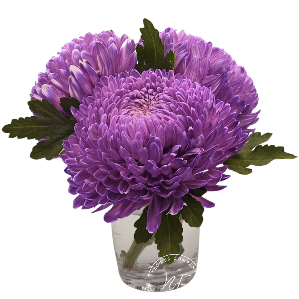 Asian Giant Mum Tinted- 30TY