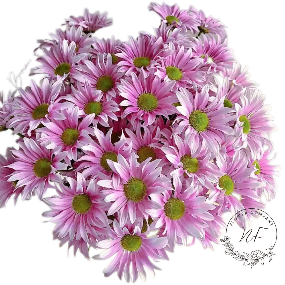 Pompon Classic Rhyme