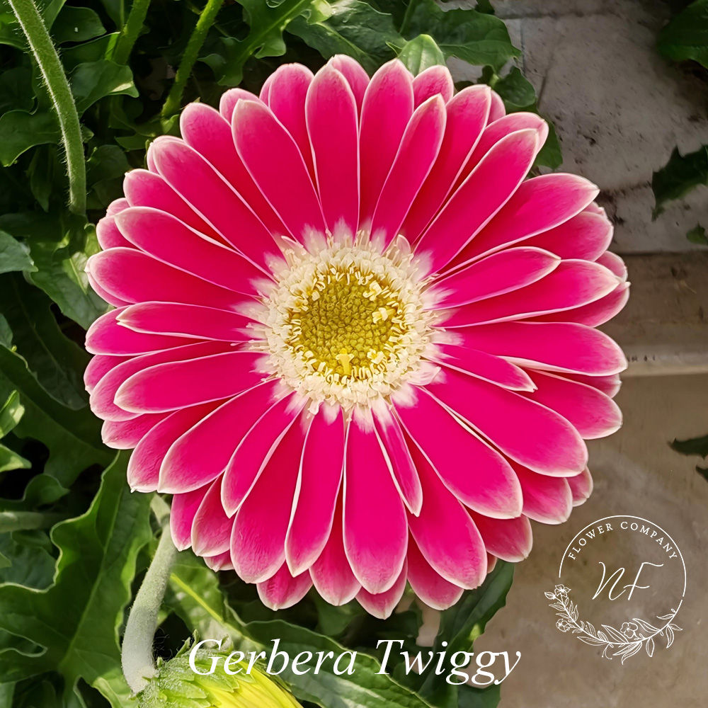 Gerbera Twiggy