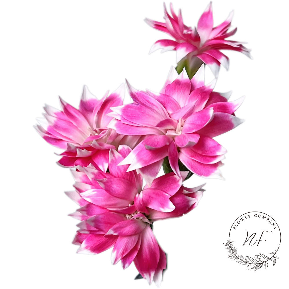 Carnation Pink Star Prince