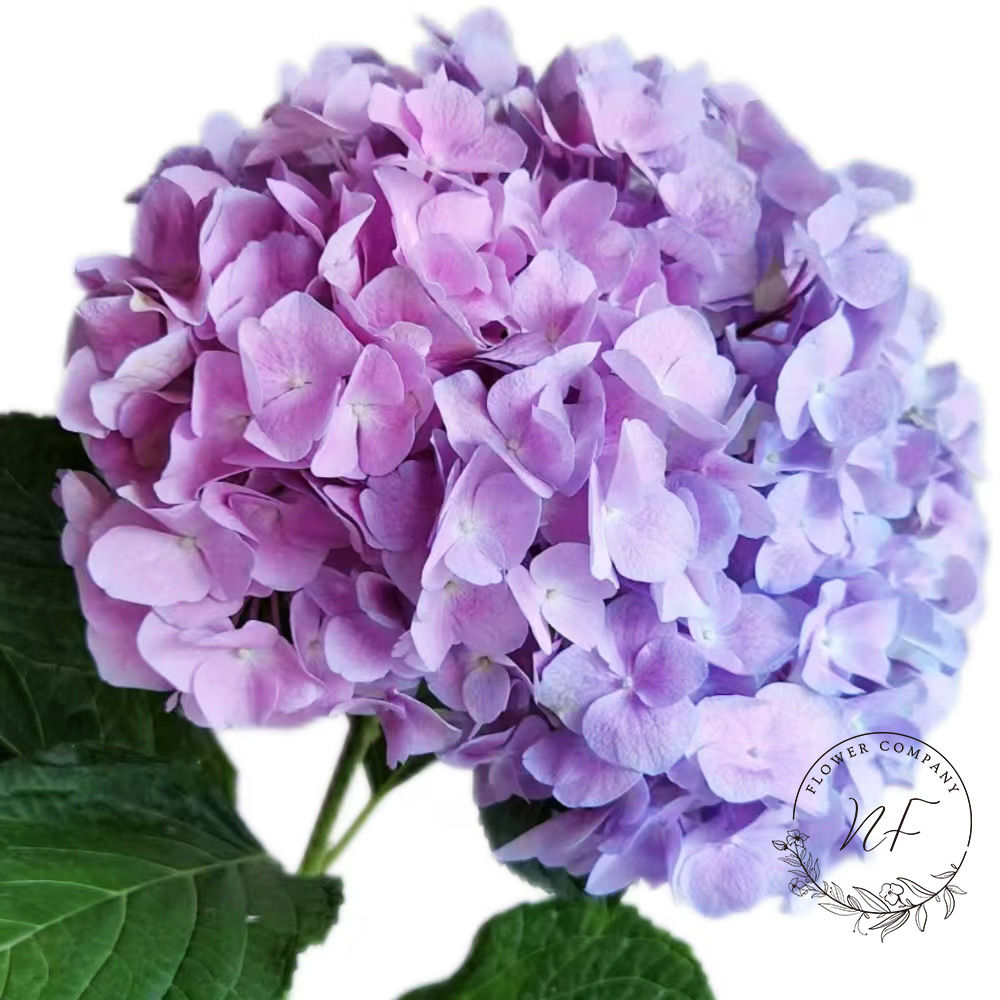 Hydrangea Blue Pink Purple Premium