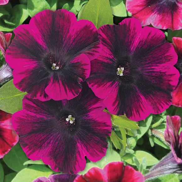 Petunia- Sweetunia