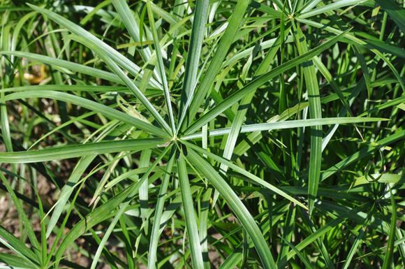 Egyptian Grass, Umbrella Plant