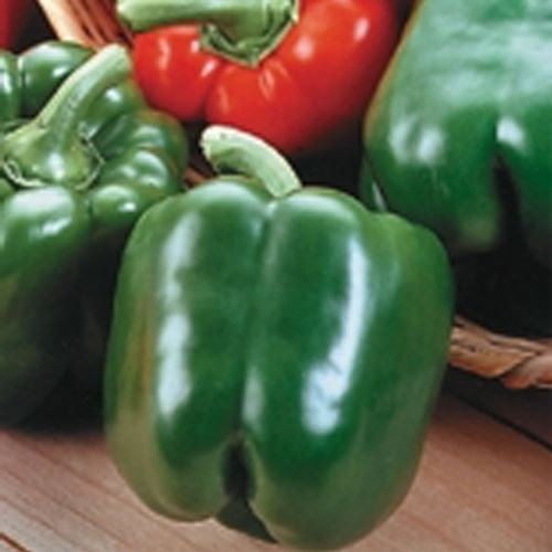 Sweet Pepper- Bell Pepper