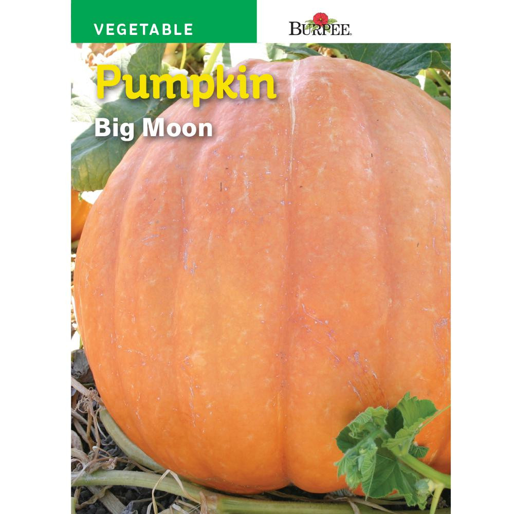 Big Moon Pumpkin
