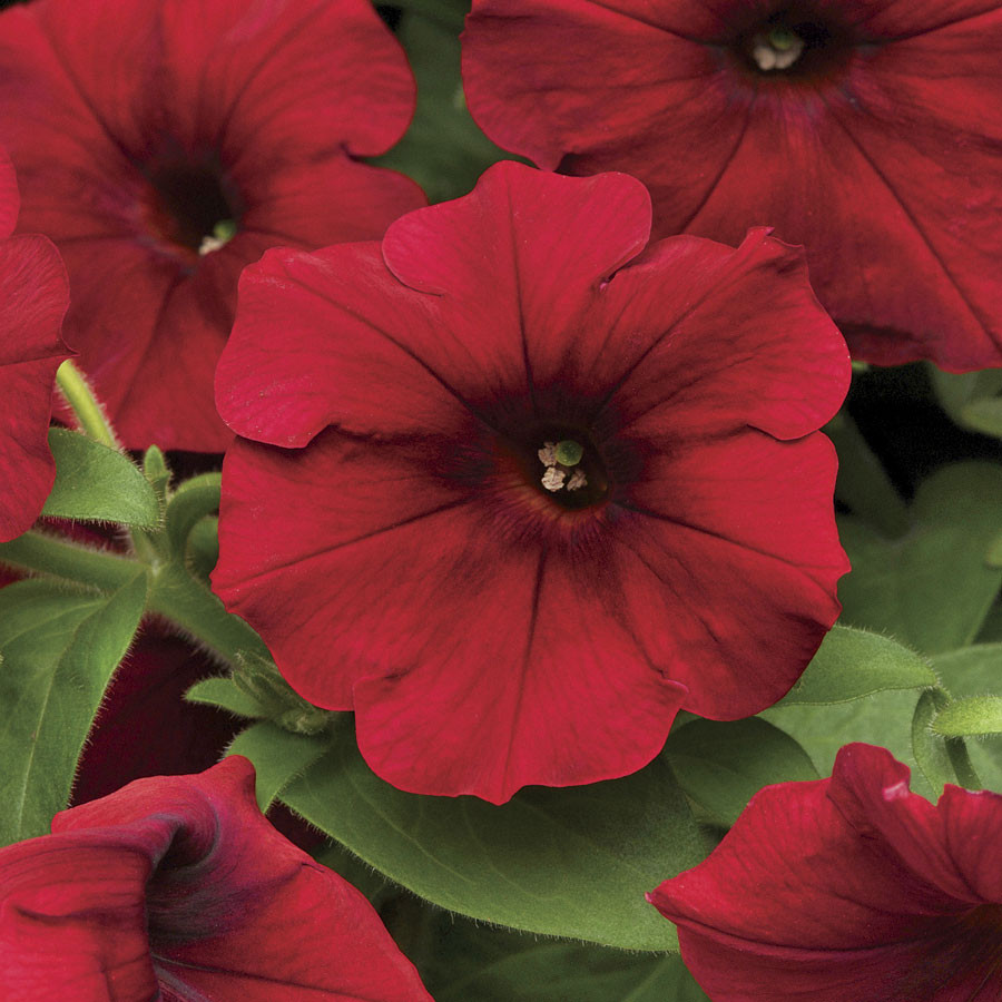 Petunia