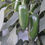 Thumbnail: Hot Pepper- Jalapeno