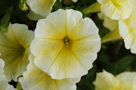 Petunia
