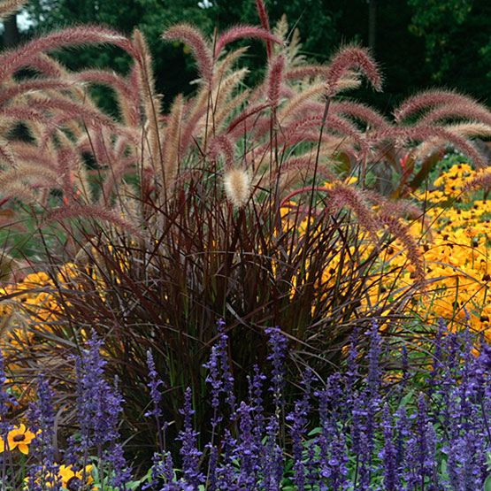Purple Fountain Grass