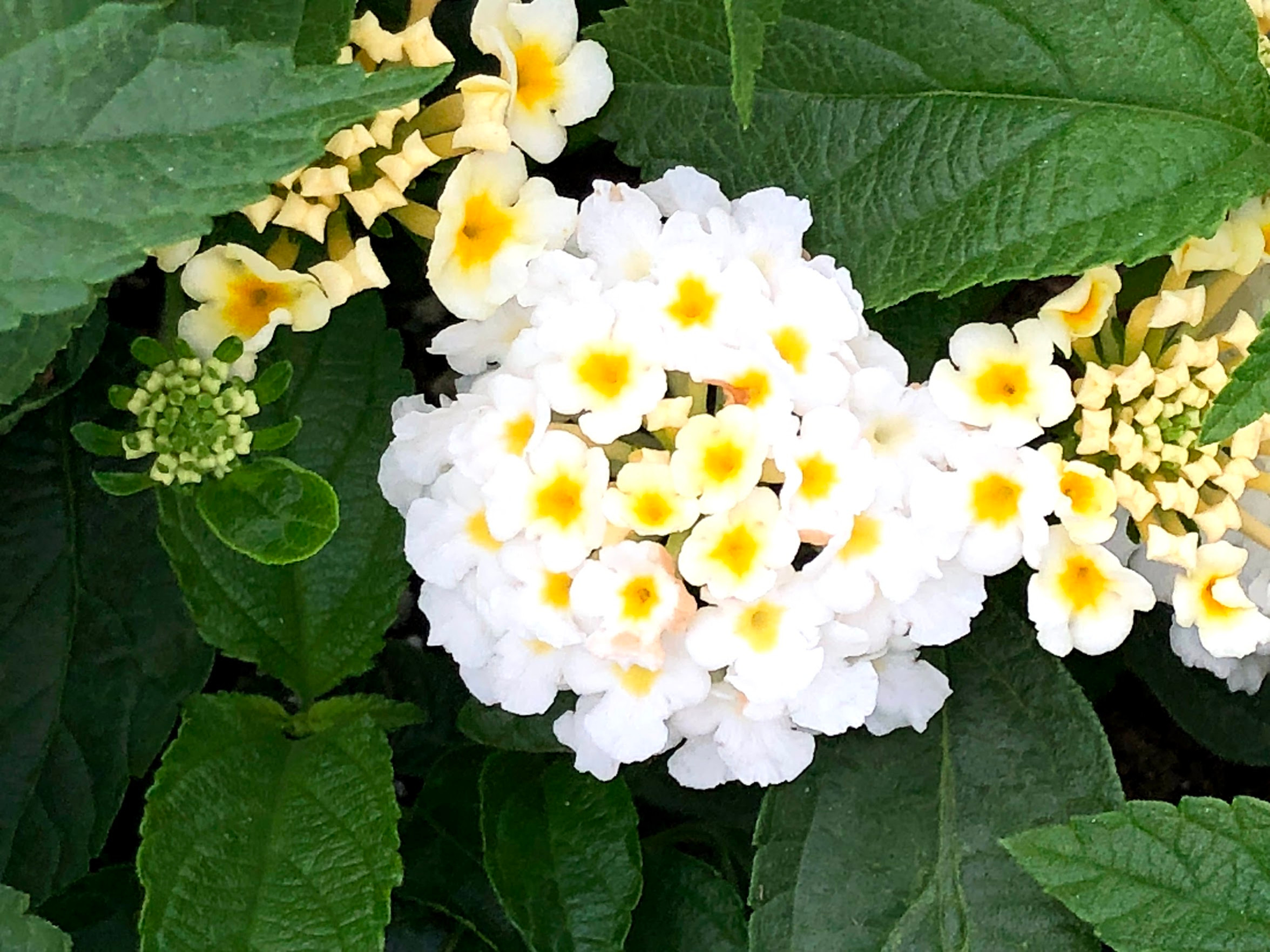 Lantana