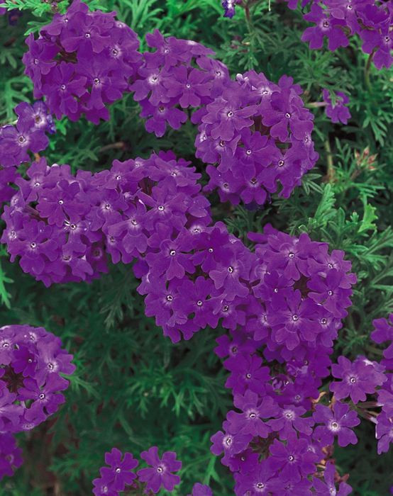 Verbena, Spreading