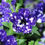 Thumbnail: Petunia