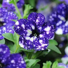Petunia