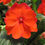 Thumbnail: New Guinea Impatiens