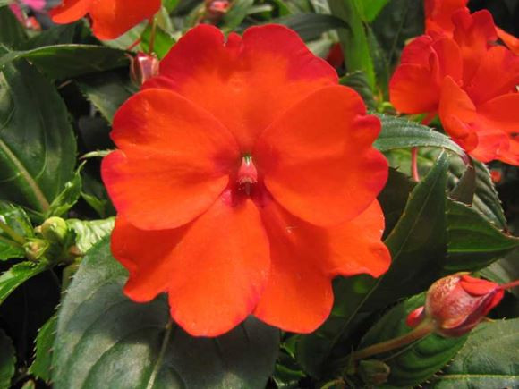 New Guinea Impatiens