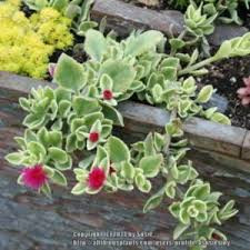 Mezoo Trailing Red