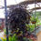 Thumbnail: Sweet Potato Vine