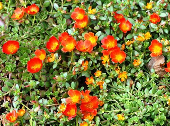 Purslane