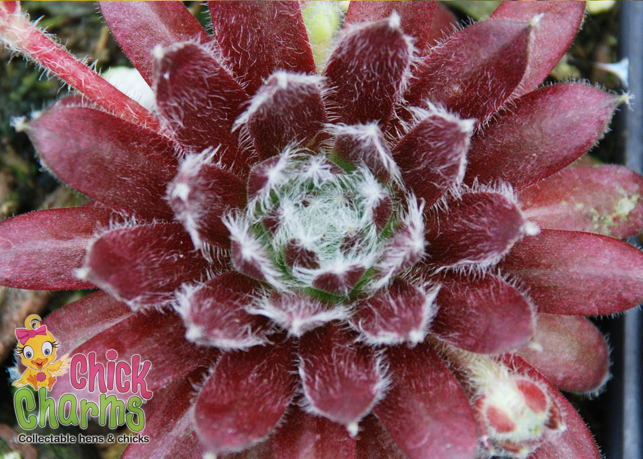 Hen & Chicks- Cosmic Candy