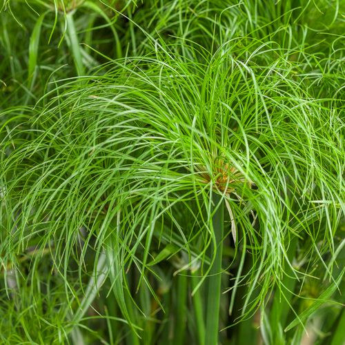 Egyptian Grass, Umbrella Plant