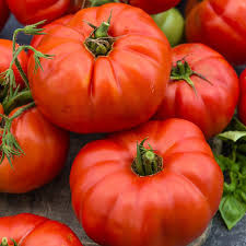 Tomato- Beefsteak